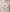 Beige Printed Khaddar Slub Unstitched 3Pc