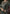 rang-e-bahar Silk Dark green 4Pc suit sitara-23-S