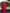 Magenta Chaand Ari