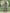 EMMA