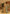 rang-e-bahar Net gold 4 pc suit SJ-1043-S