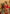 rang-e-bahar chiffon red 4Pc suit SJ-1067-S