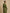 PANAMA TRENCH COAT