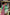 Unstitched Printed 3 Piece Lawn Suit