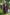 PURPLE KAHANI