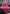 Pink Dupatta