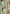rang-e-bahar Chiffon Mint green 4Pc suit SJ-1021-S