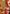 rang-e-bahar Chiffon Ruby red 4Pc suit SJ-1029-S
