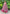 rang-e-bahar Georgette chiffon Peach Mauve pink 3Pc suit MARTINA-S