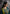 rang-e-bahar Chiffon Teal 4Pc suit SJ-1003-S